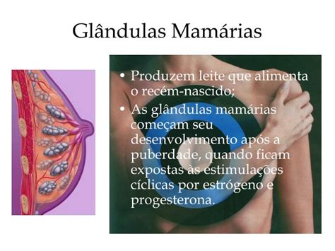 glandulas mamárias - glandulas de tyson